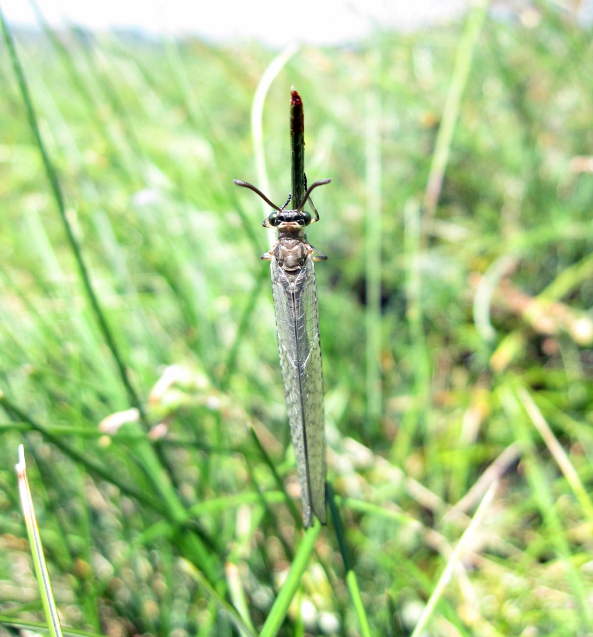 Myrmeleon cf. formicarius