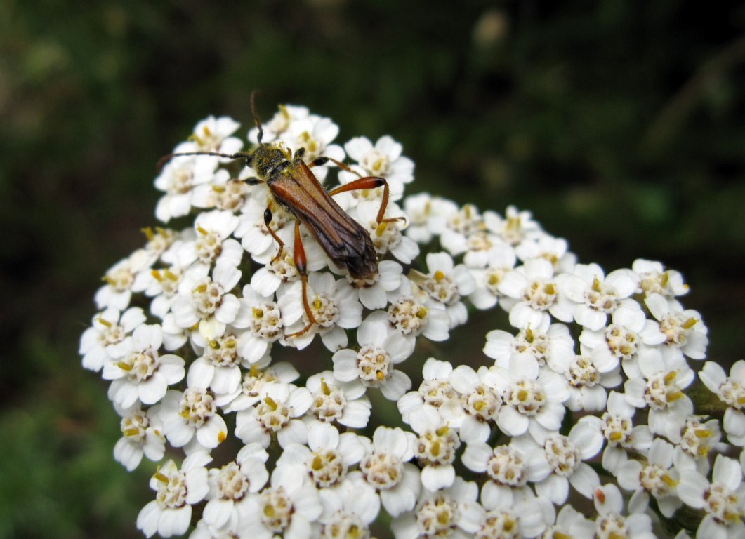 Conferma Stenopterus ater? No, rufus...