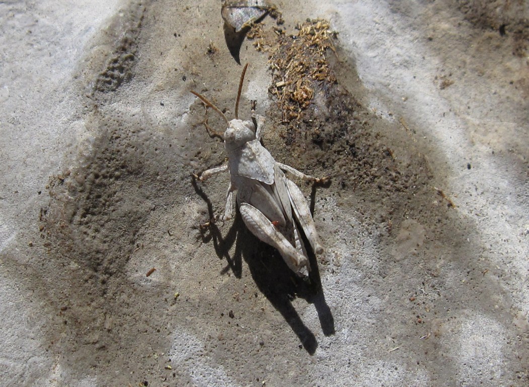Giovane Oedipoda?