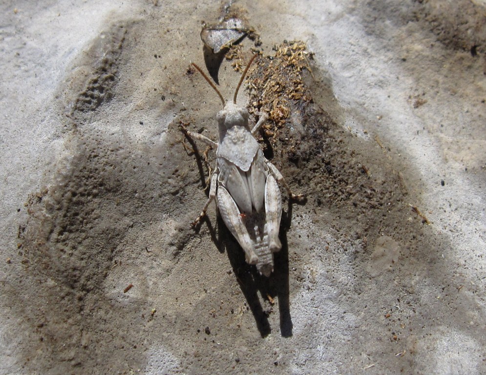 Giovane Oedipoda?