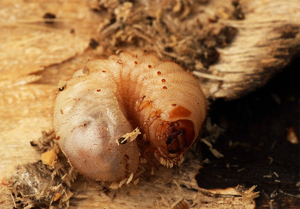 Larva di cetoniidae