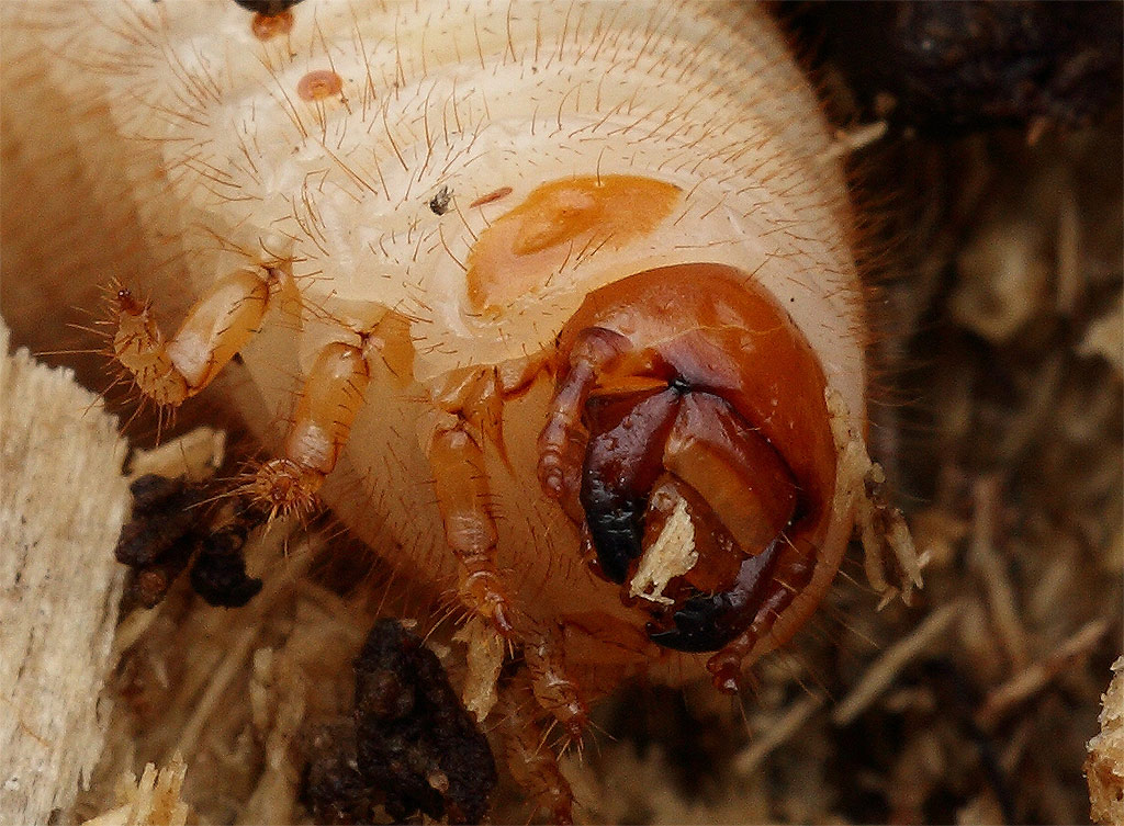 Larva di cetoniidae