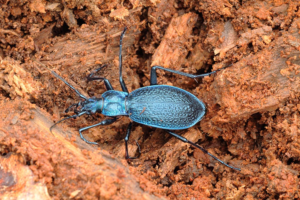 mai visto .... Carabus intricatus