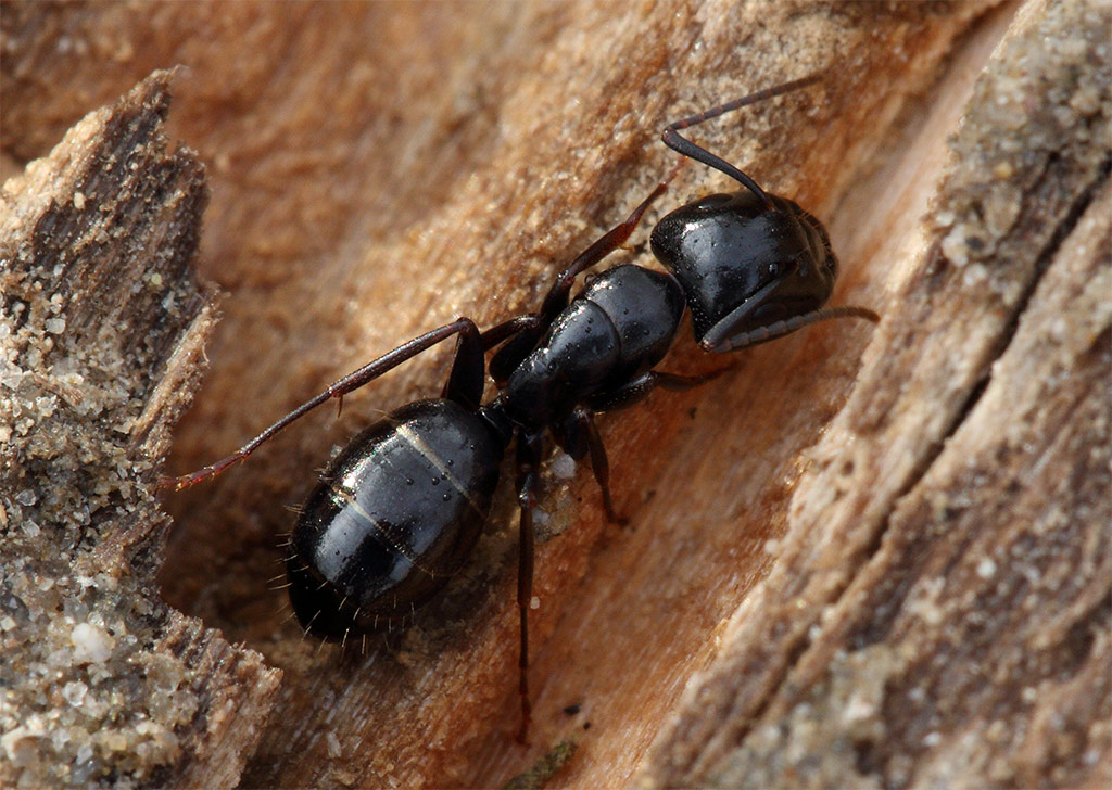 formica maxi - Camponotus vagus