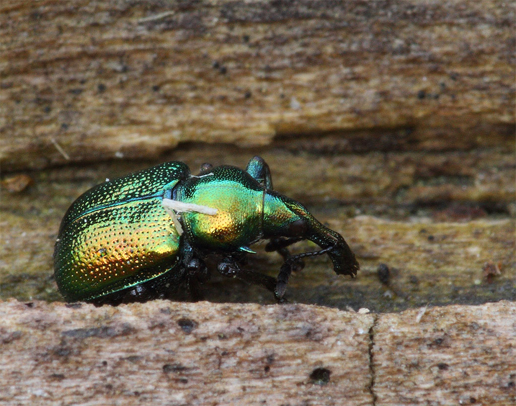 Rhynchitidae Byctiscus cf betulae