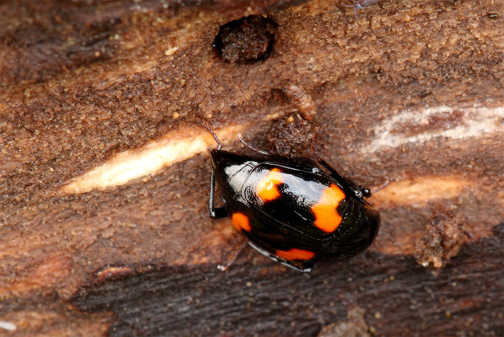 sconosciuto trovato ieri... Scaphidium quadrimaculatum