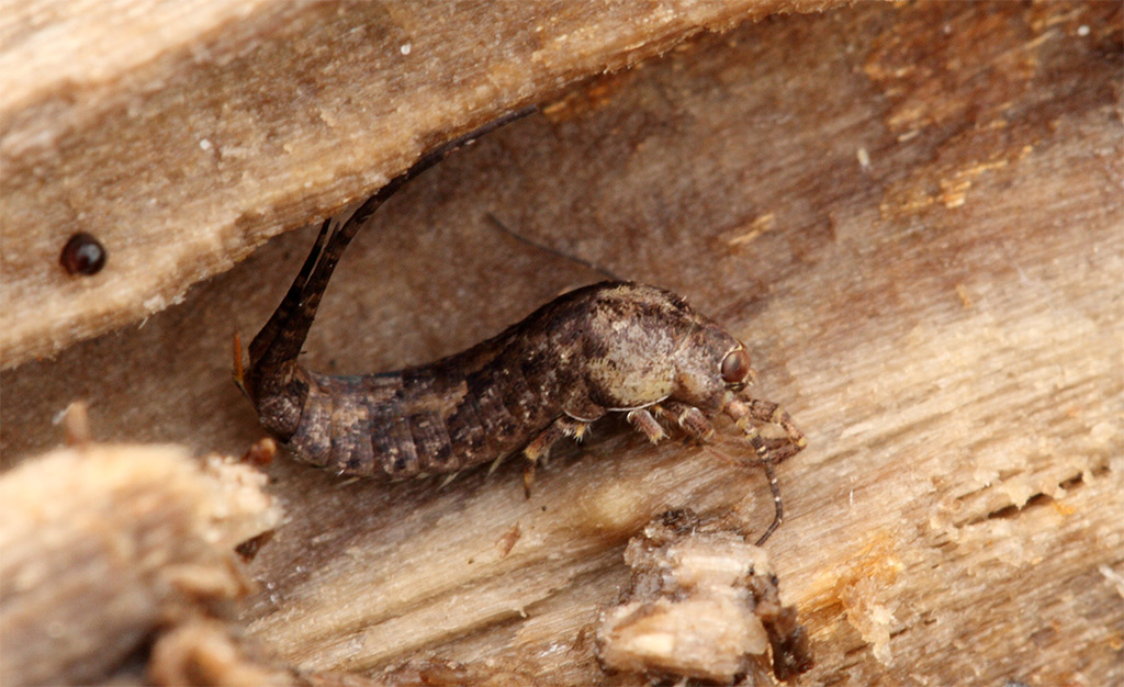 Machilidae (Lepismachilis cfr  y-signata)