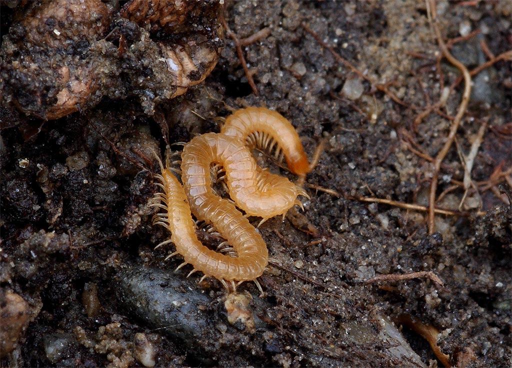 Geophilomorpho