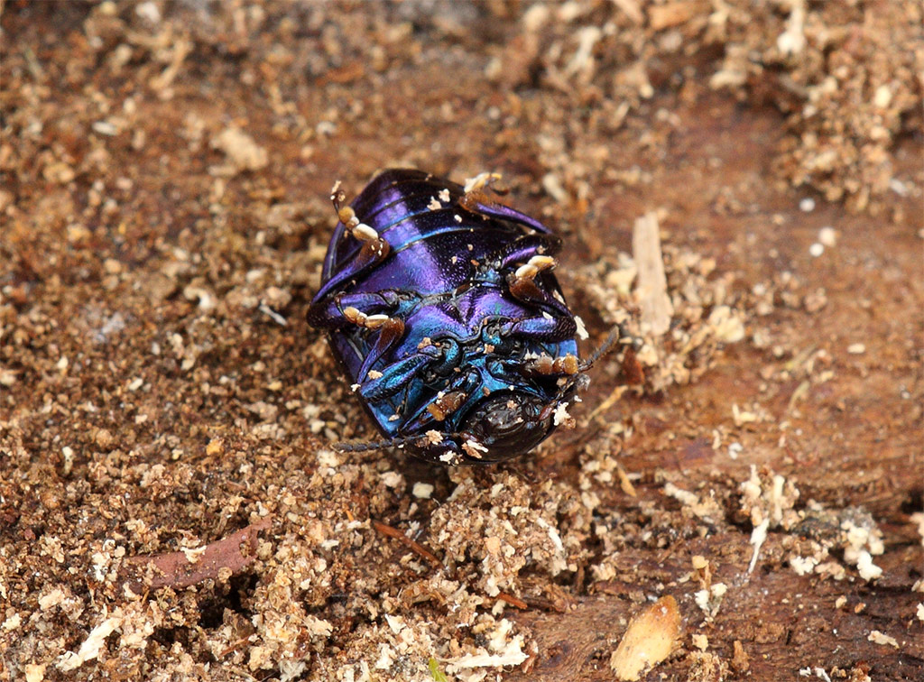 Da identificare . credo coleottero ... Chrysolina sturmi