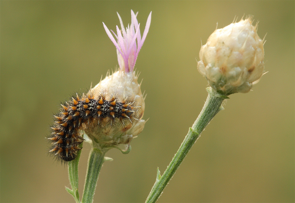 Melitaea phebe