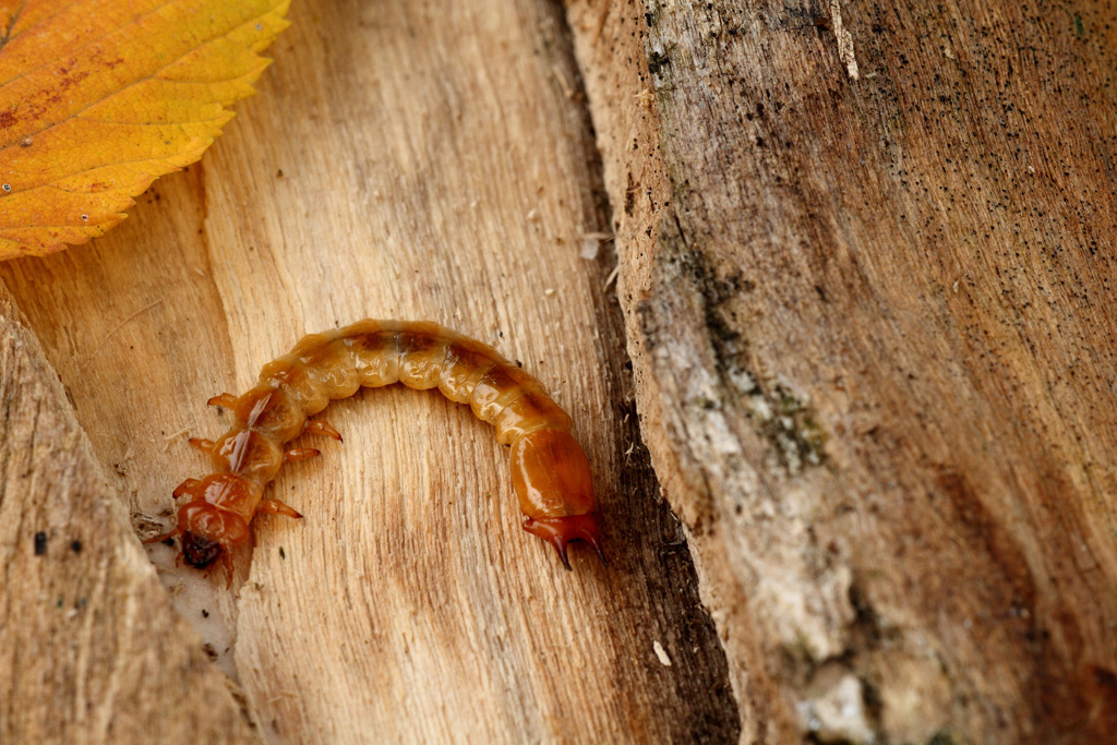 cosa sar mai.....(larva di Pyrochroidae)