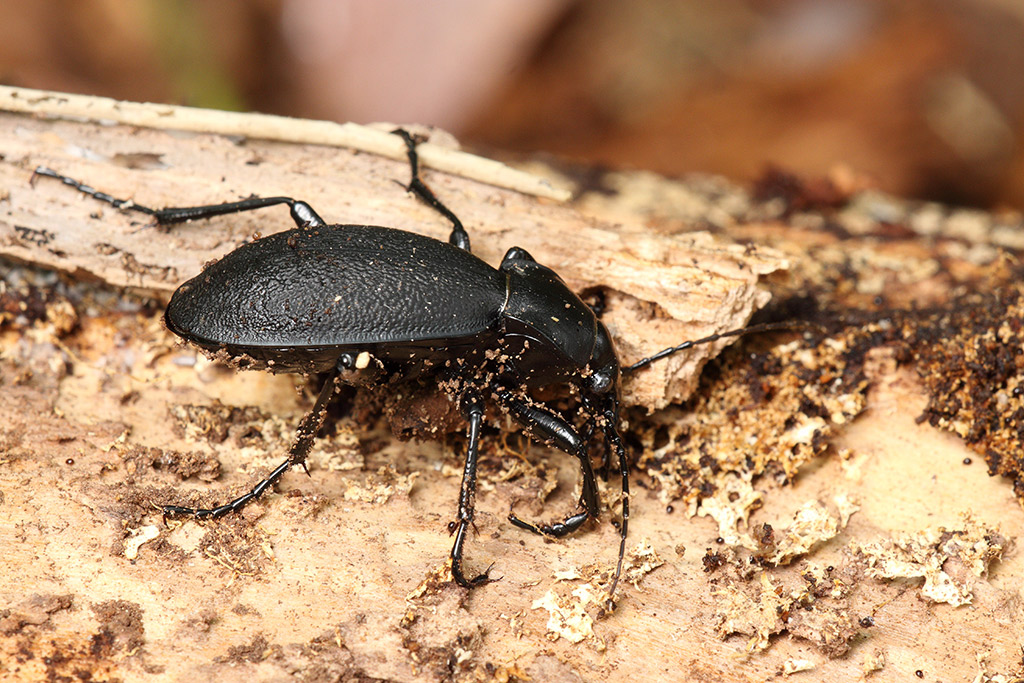 opss ...ne ho un altro da identificare... Carabus coriaceus