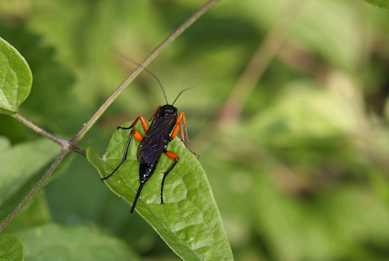 un altro (Ichneumonidae) che non conosco...