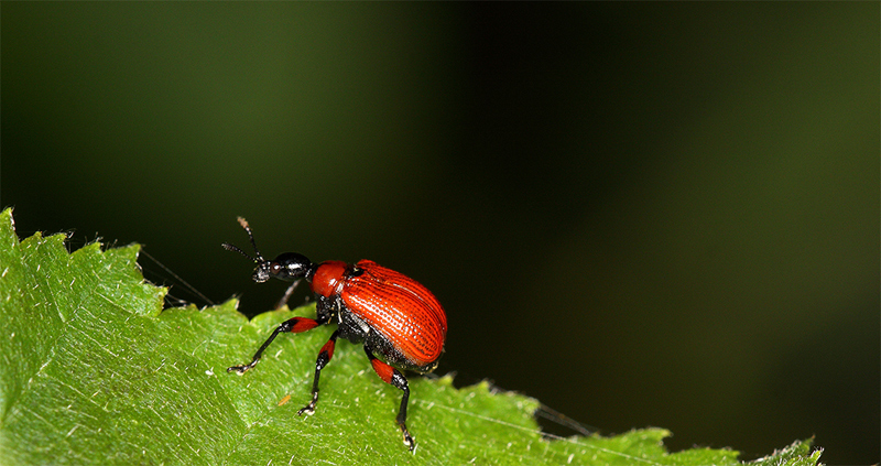 Apoderus coryli