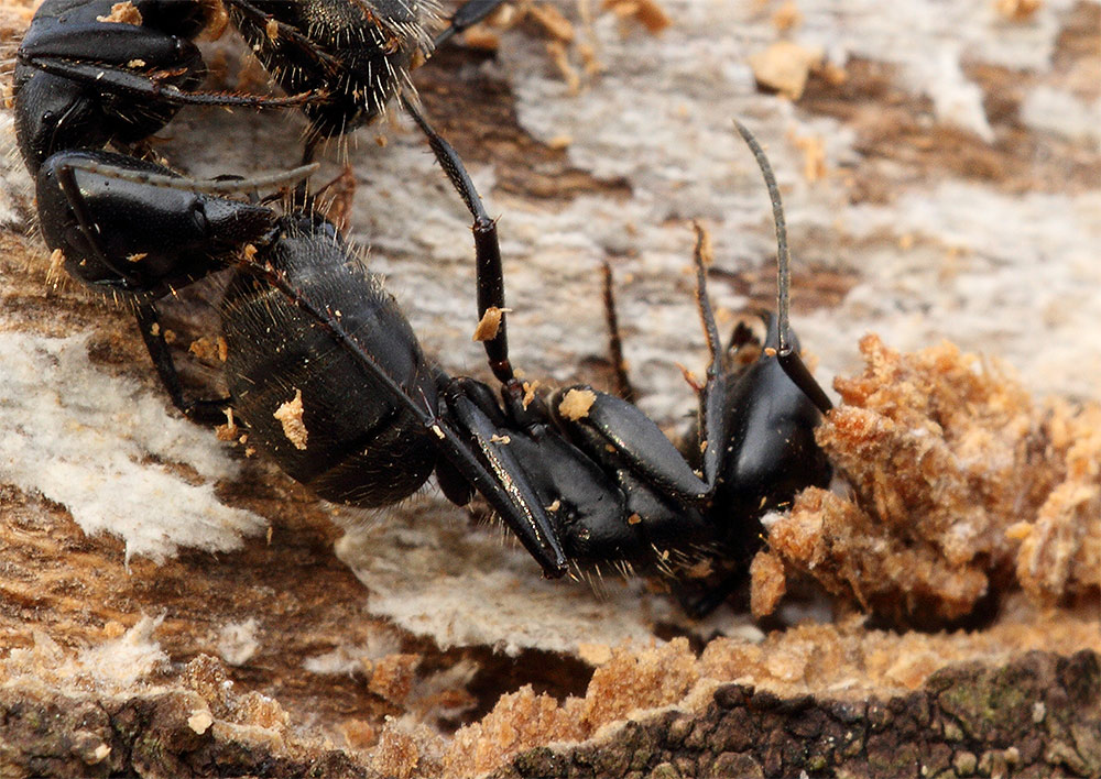 formica maxi - Camponotus vagus