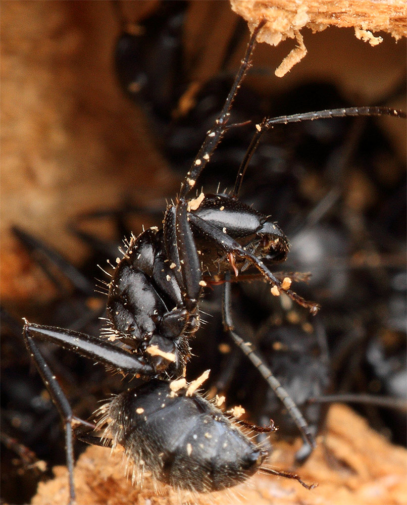 formica maxi - Camponotus vagus