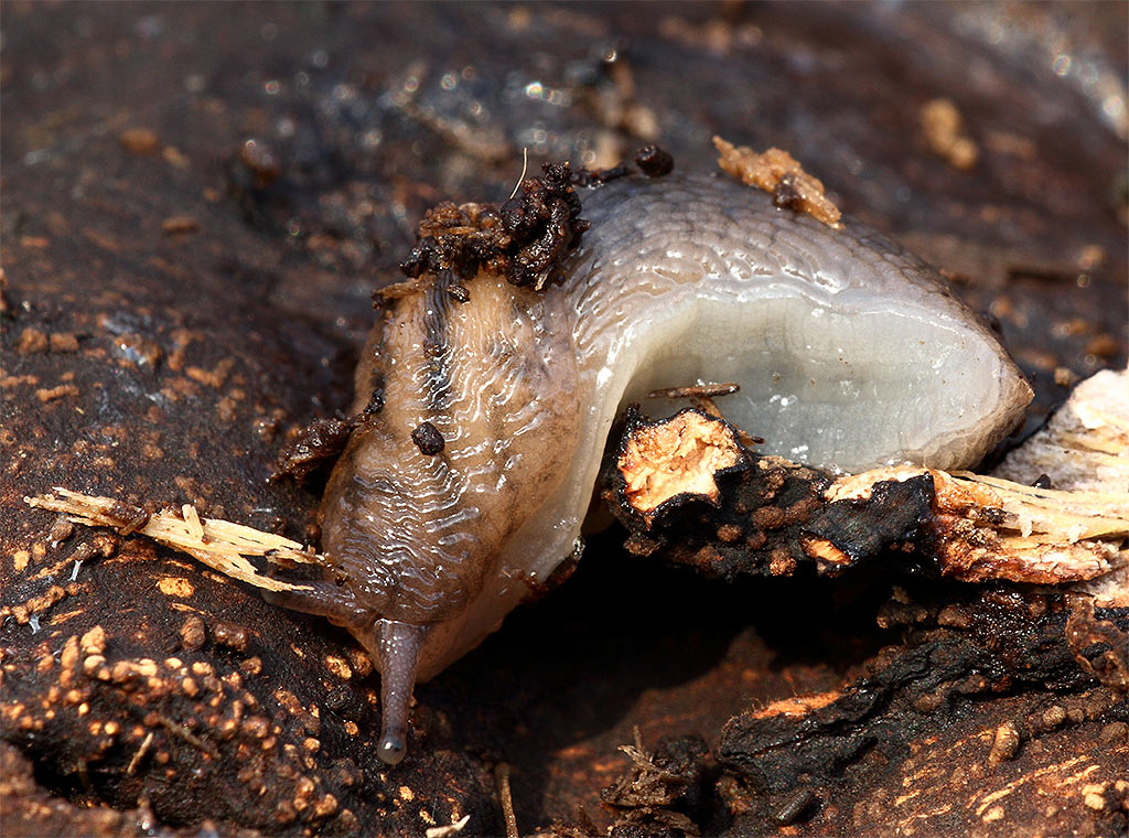 Lehmannia marginata (O.F. Mller, 1774)  var. bettonii L&P da Lonate Pozzolo (MI)