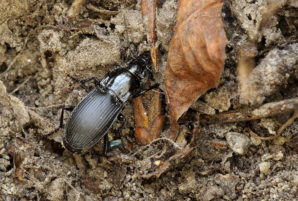 da identificare ... credo coleottero... Abax continuus