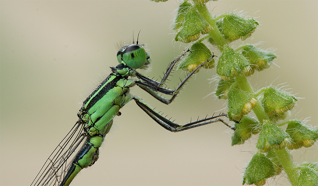 libe verde