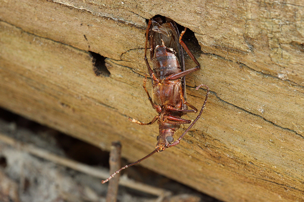 da identificare.... Aegosoma scabricorne