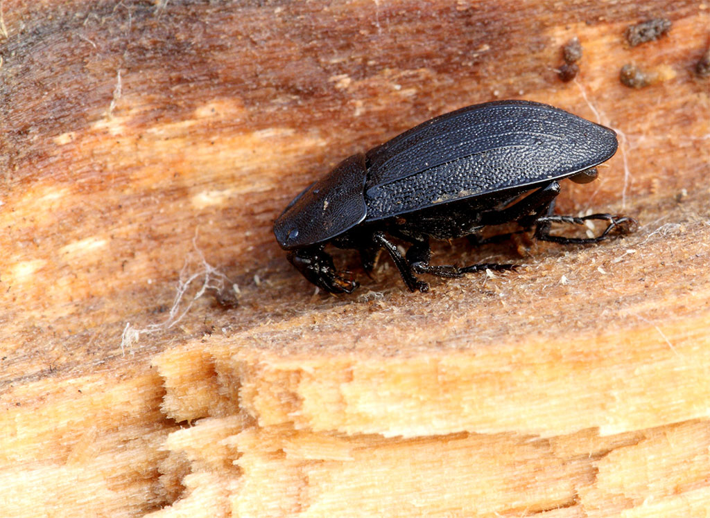 coleottero nero da identificare