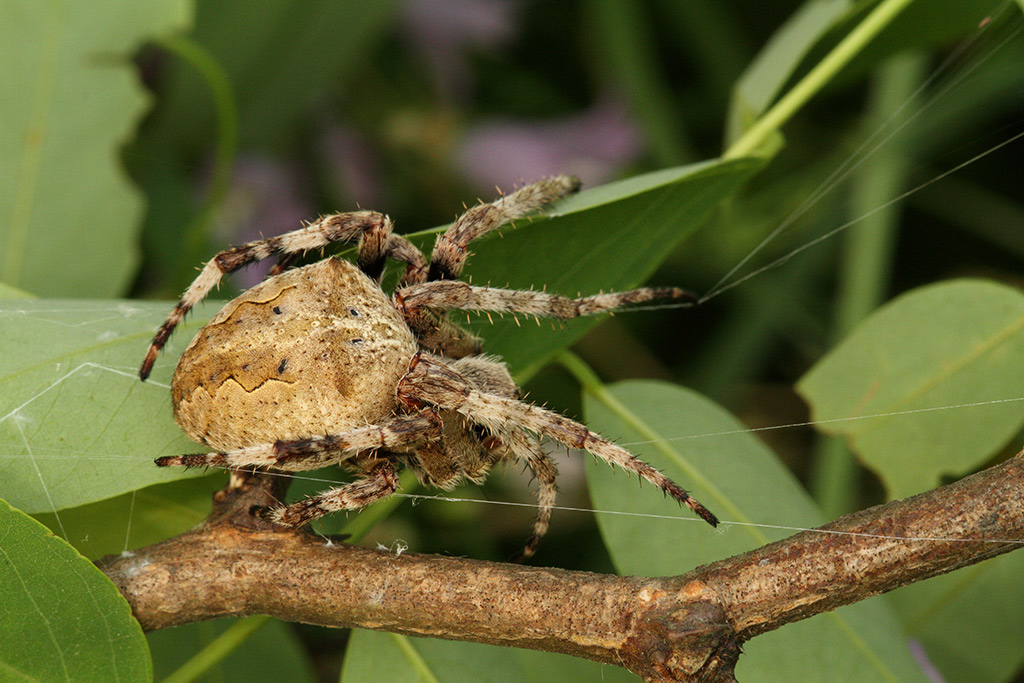 Araneus sp.