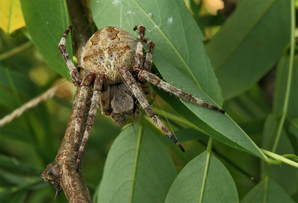 Araneus sp.