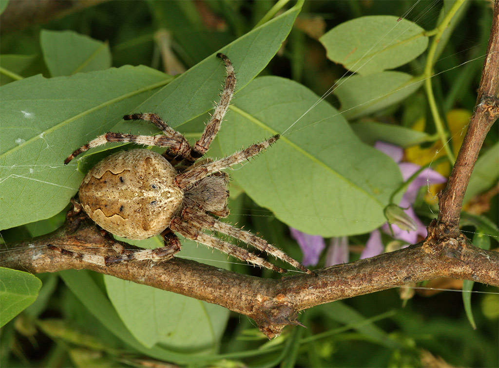 Araneus sp.