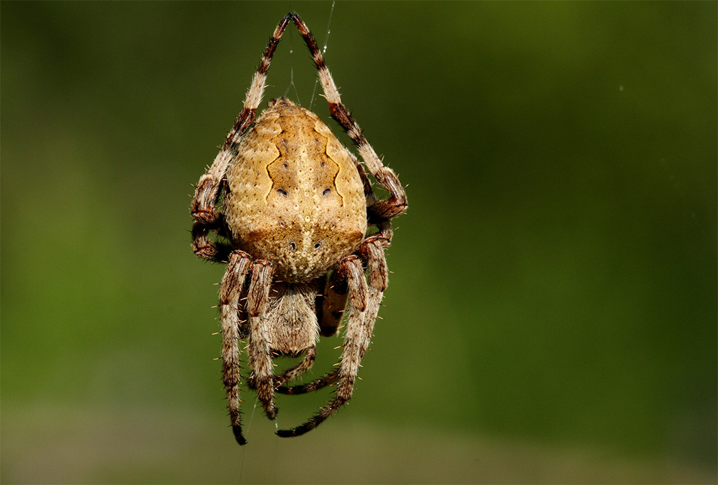 Araneus sp.