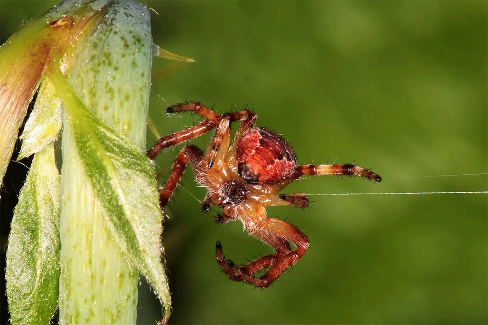 Araneus sp.