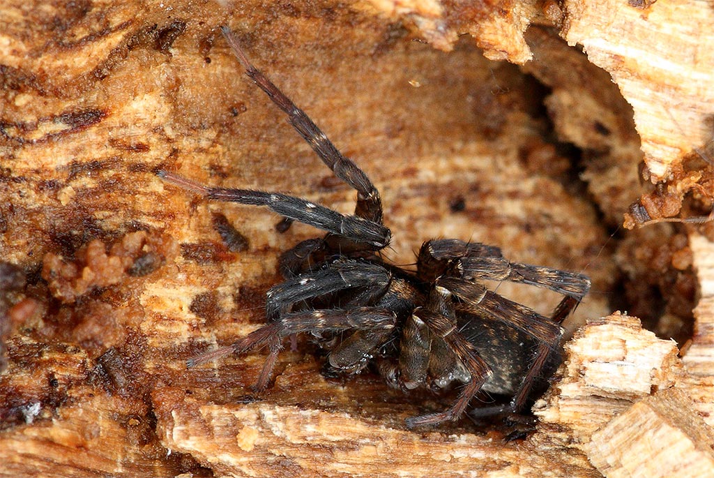 Lycosidae