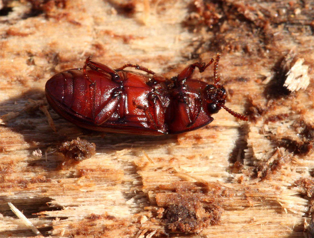 Uloma sp.
