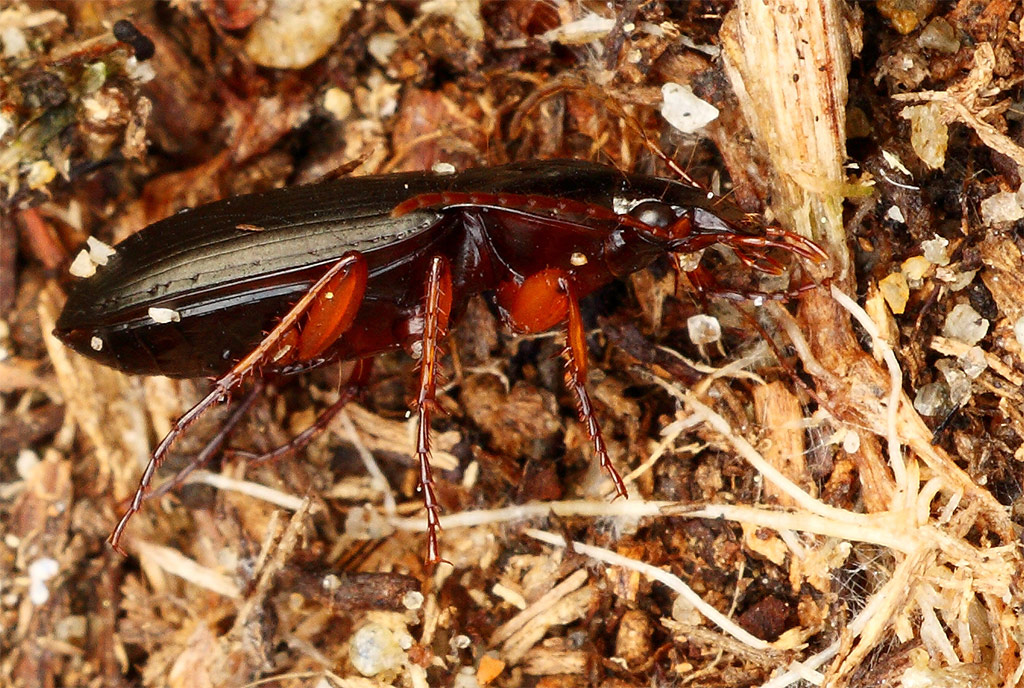 una identificazione: Calathus erratus