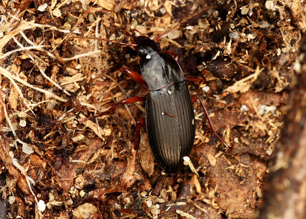 una identificazione: Calathus erratus