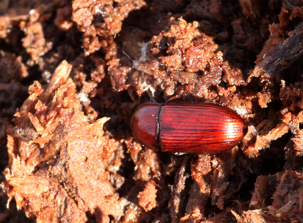 Uloma sp.