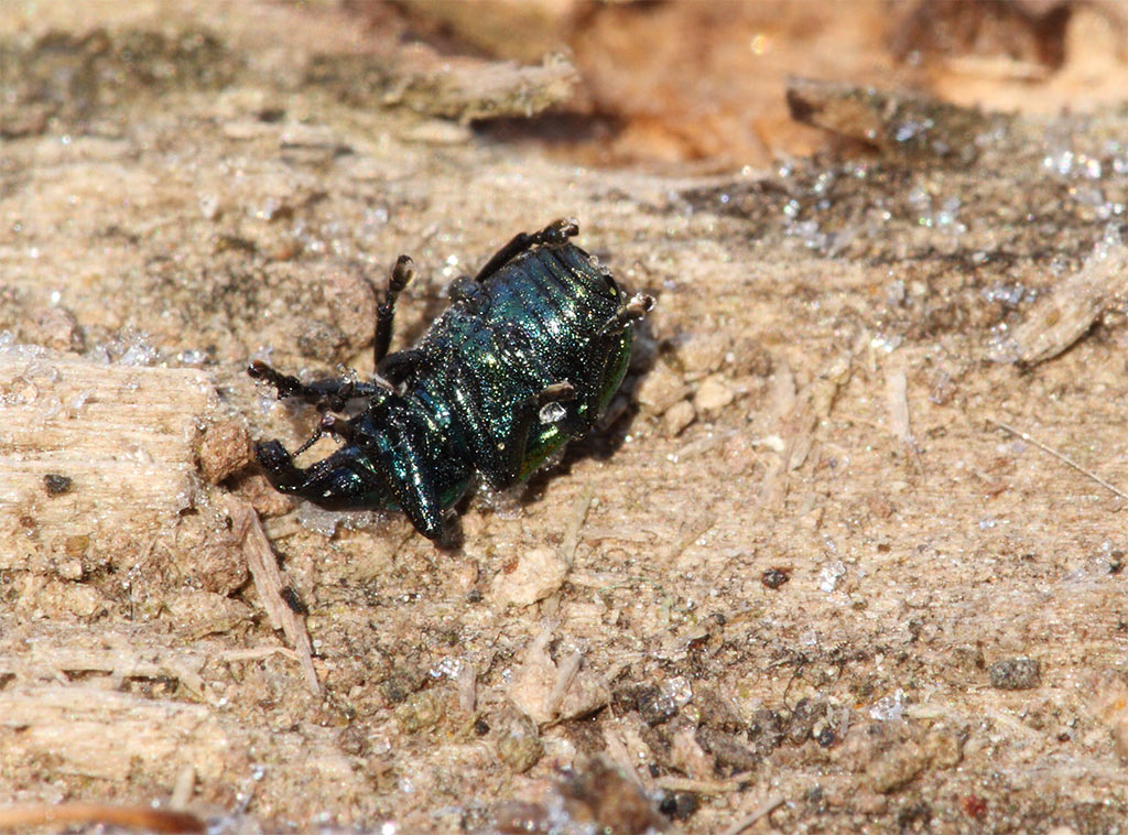Rhynchitidae Byctiscus cf betulae