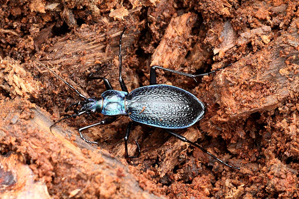 mai visto .... Carabus intricatus