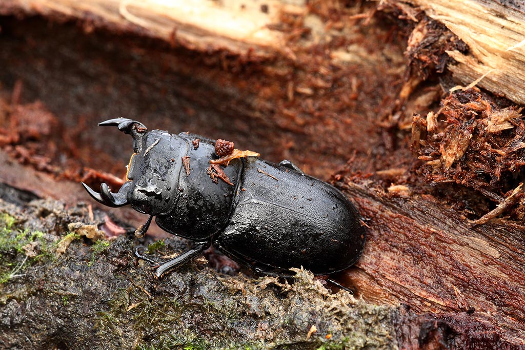 tutto nero ma per me sconosciuto... Dorcus parallelipipedus