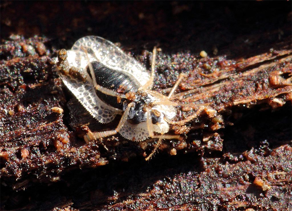 Tingidae: Corythucha ciliata nel Parco Ticino (PV)