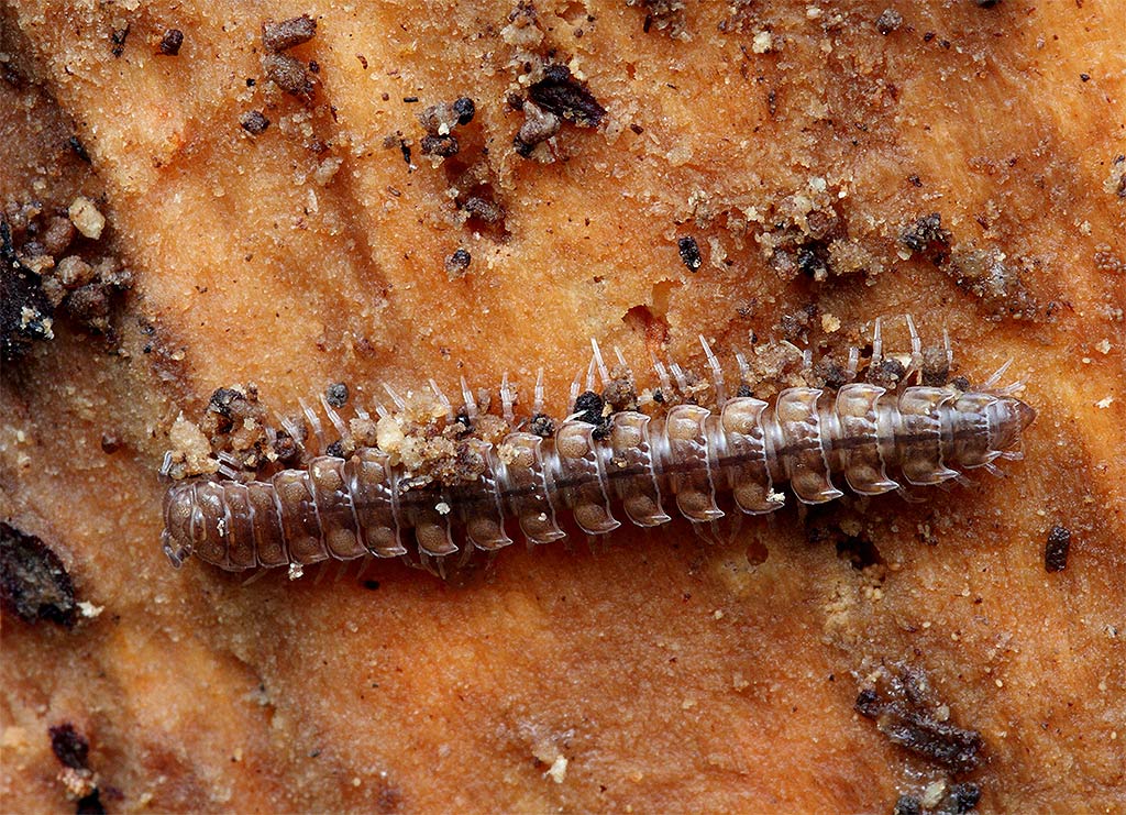 centopiedi ? Polydesmidae