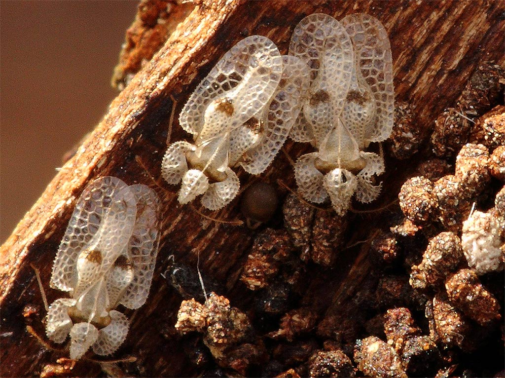 Tingidae: Corythucha ciliata nel Parco Ticino (PV)