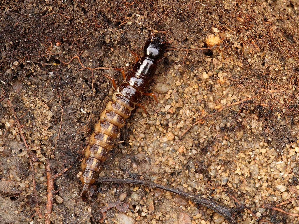 Larva di Staphilinidae