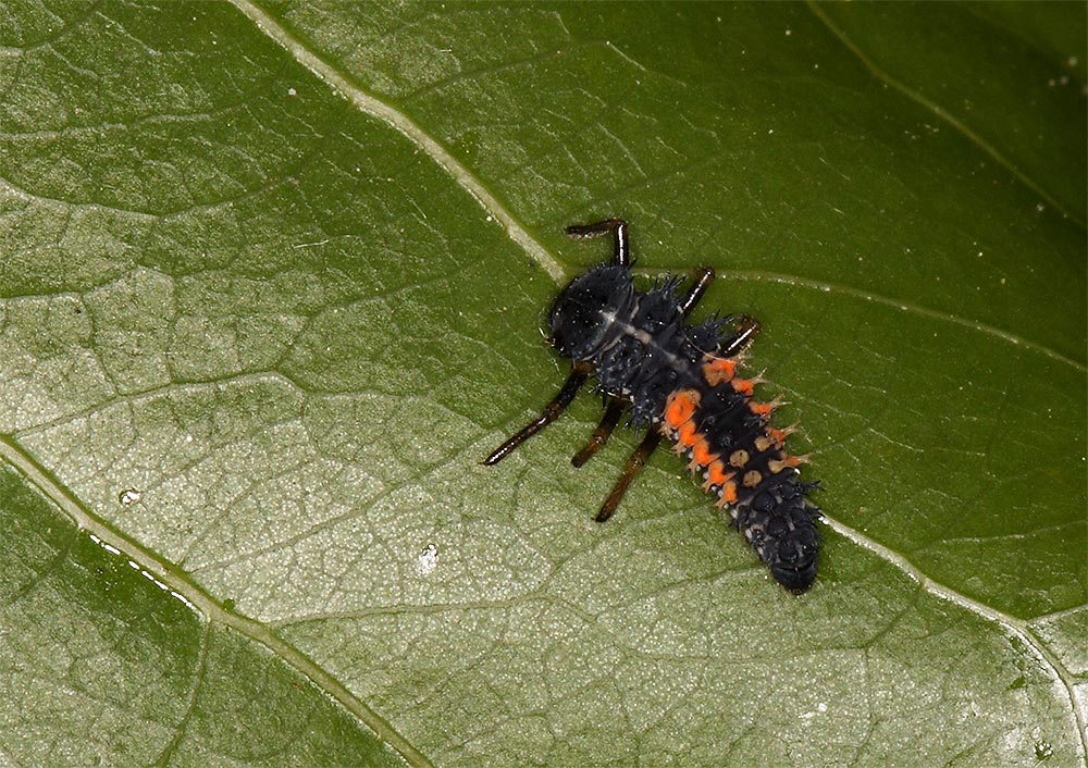 un altro strano sconosciuto: Harmonia axyridis