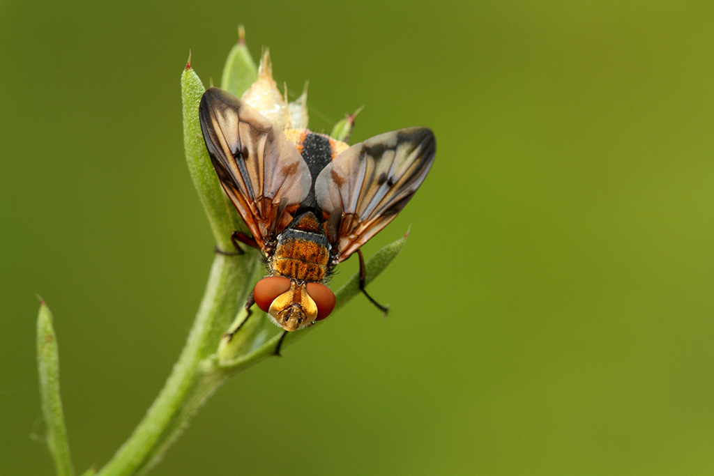 Ectophasia crassipennis (Tachinidae).