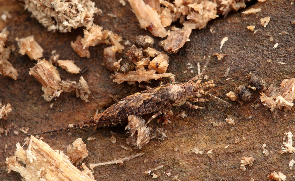 Machilidae (Lepismachilis cfr  y-signata)