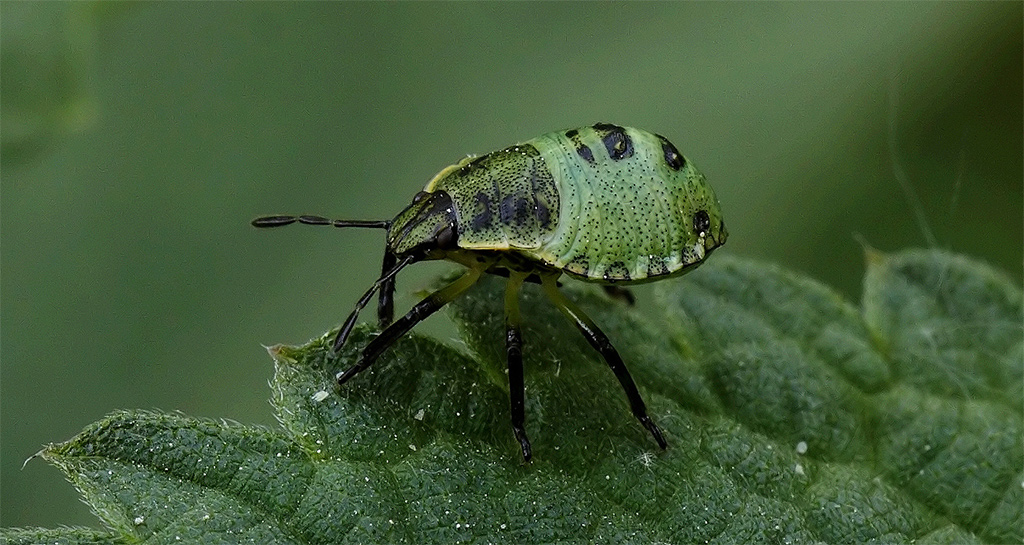 Neanide di Palomena prasina