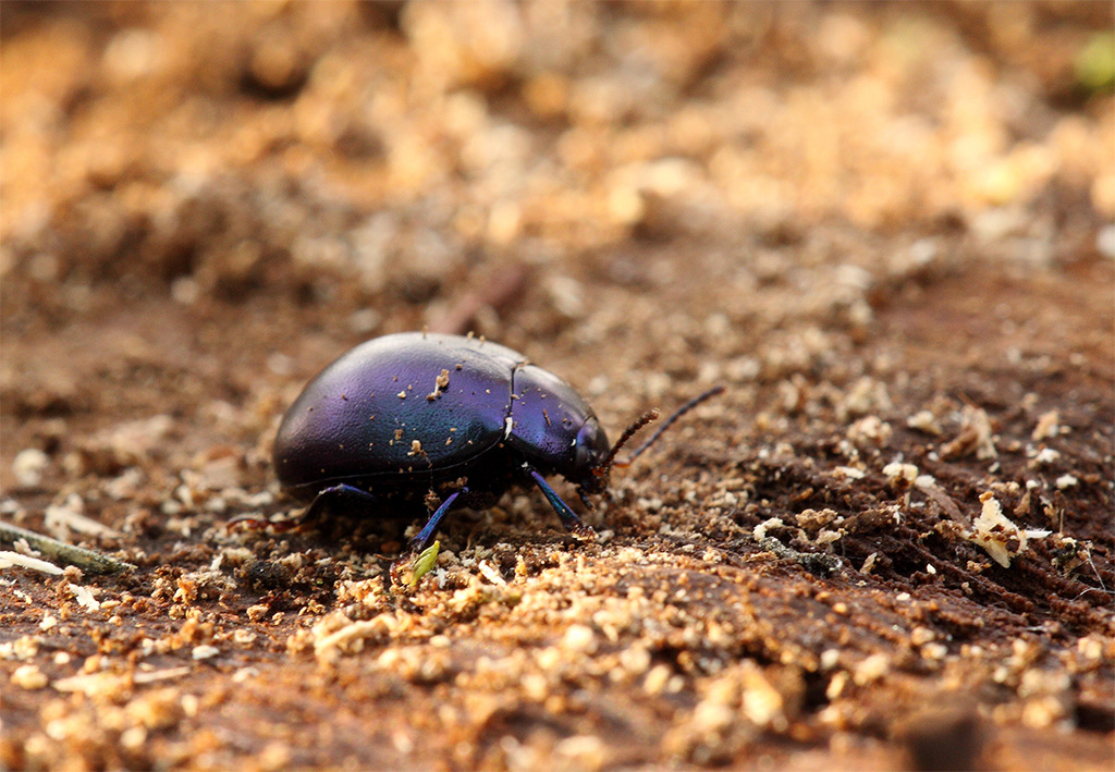 Da identificare . credo coleottero ... Chrysolina sturmi