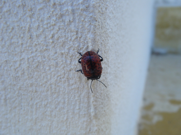 identificare: Chrysolina variolosa