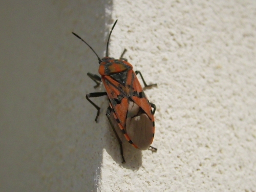 identificazione 1: Spilostethus pandurus