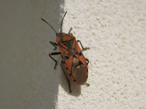 identificazione 1: Spilostethus pandurus